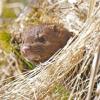 mink-peering