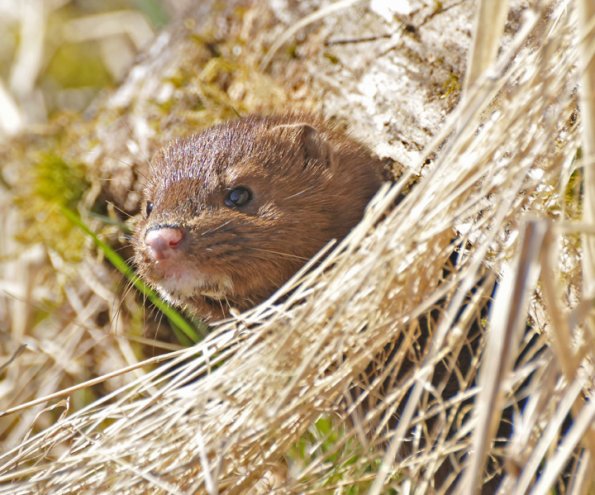 mink-peering