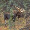 Moose