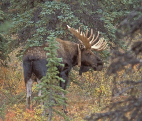 moose-2-collared-denali-n.p.