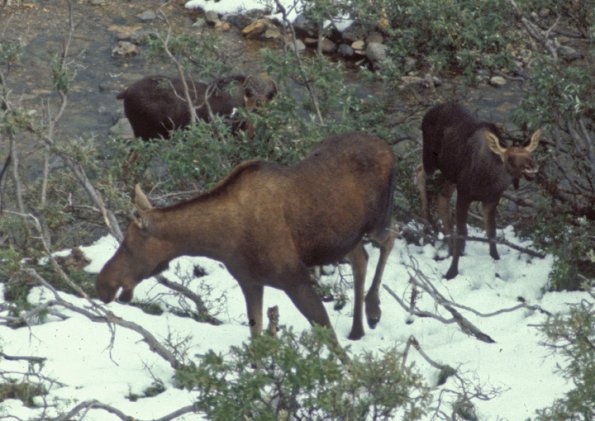moose-6-denali-national-park