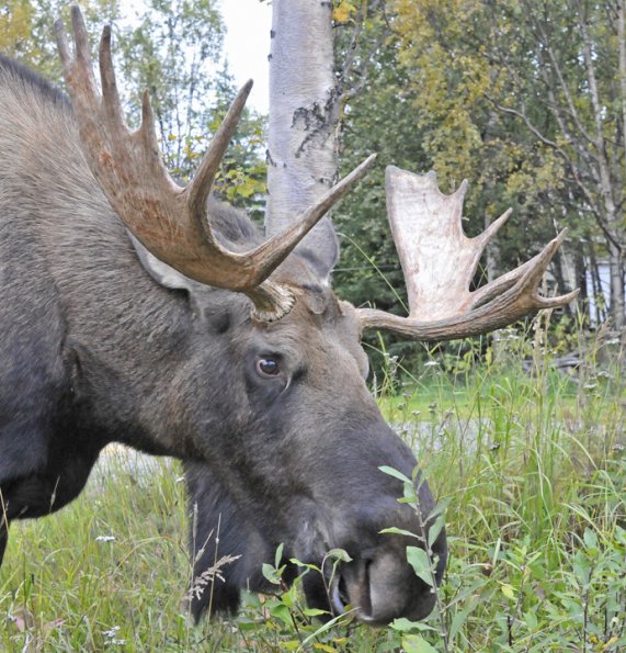 moose-bull-in-anchorage