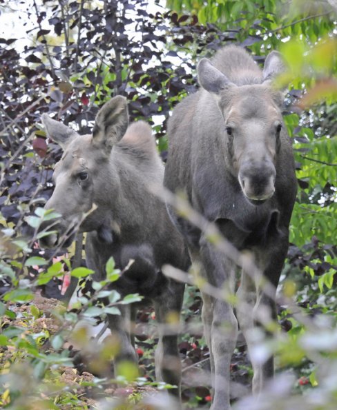moose-calves-in-anchorage