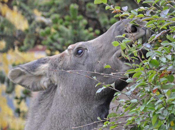 moose-cow-feeding-on-ornamental-shrubs-in-anchorage