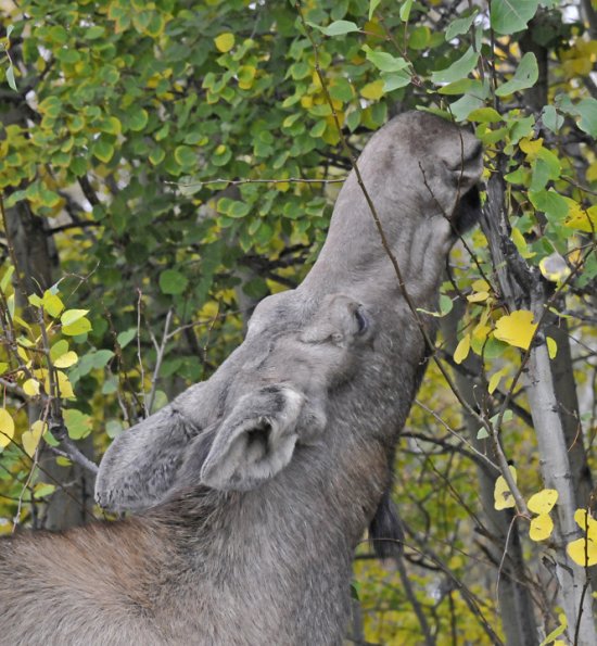 moose-cow-feeding