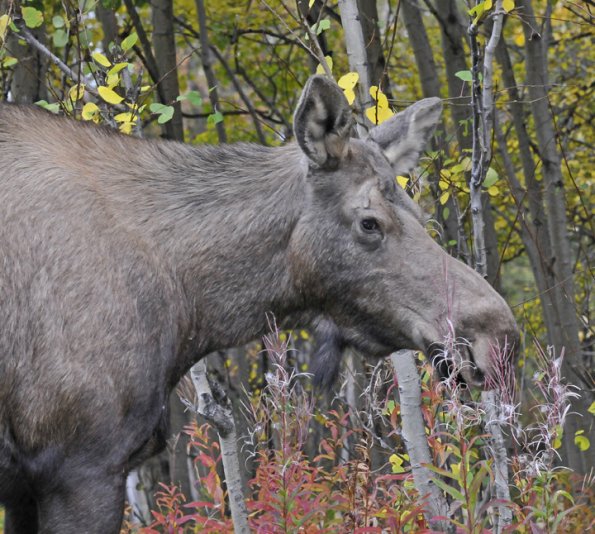 moose-cow-in-anchorage
