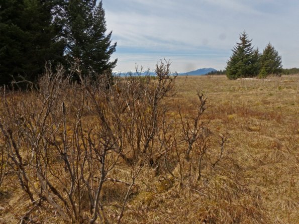 willows-browsed-by-moose-in-gustavus