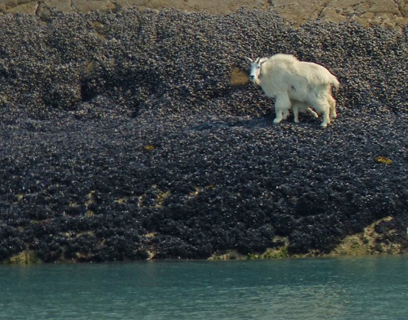 Mountain-Goat-nanny-nursing-a-kid-Glacier-Bay