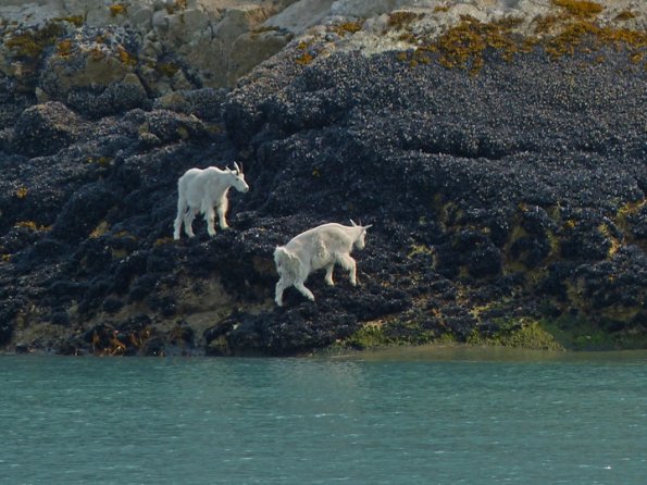 Mountain-Goats-at-sea-level-Glacier-Bay