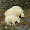 Mountain-Goats-nanny-and-kid-feeding-at-Nugget-Falls