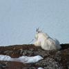 goat-overlooking-mendenhall-lake