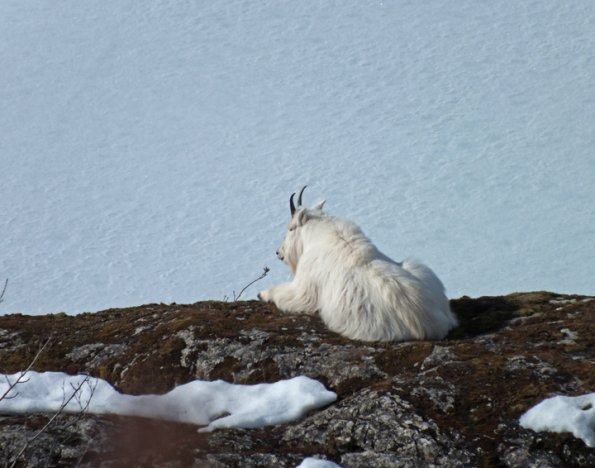 goat-overlooking-mendenhall-lake