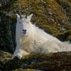 mountain-goat-2
