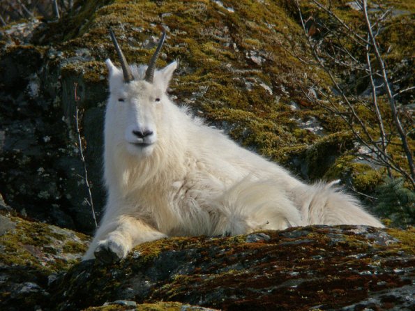 mountain-goat-2