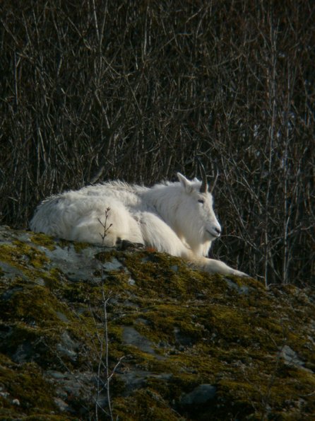 mountain-goat-3