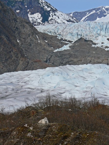 mountain-goat-and-mendenhall-glacier