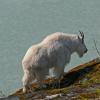 mountain-goat-billy
