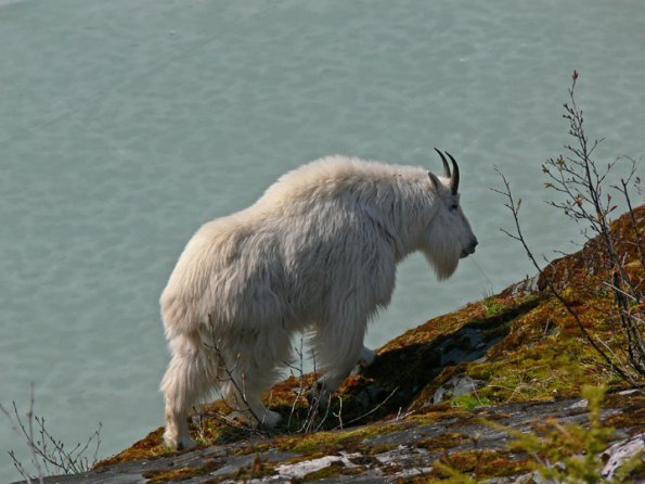 mountain-goat-billy