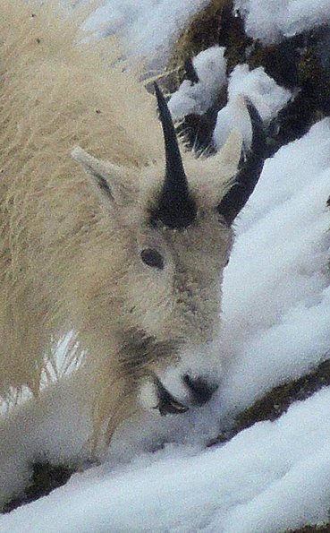 mountain-goat-eating