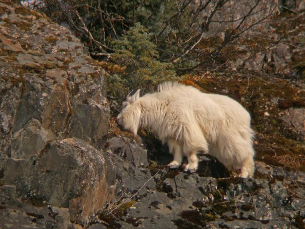 mountain-goat-feeding-3