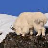 mountain-goat-feeding-4