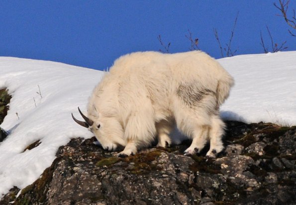 mountain-goat-feeding-4
