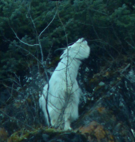 mountain-goat-feeding-on-alder