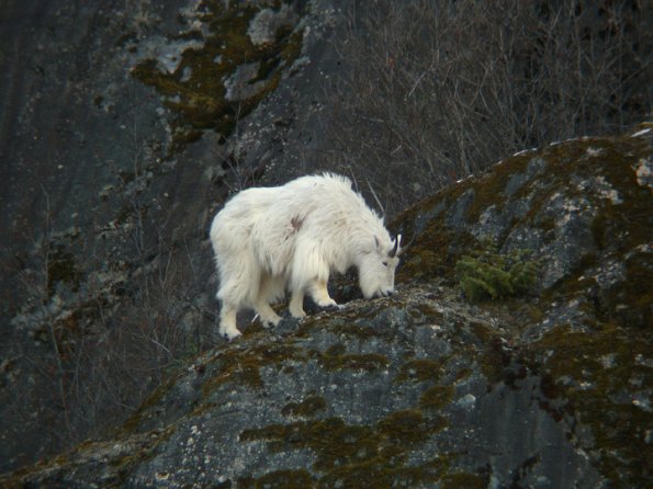 mountain-goat-feeding