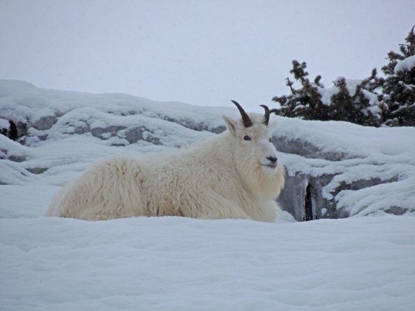 mountain-goat-in-the-snow-2