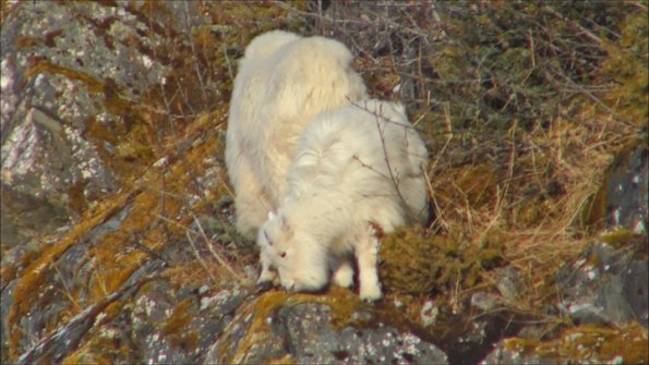 mountain-goat-kid-eating-lichens-by-bob-armstrong