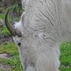 mountain-goat-portland-zoo