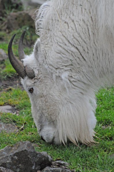 mountain-goat-portland-zoo