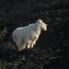 mountain-goat-profile