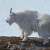 mountain-goat-profile_1332865844