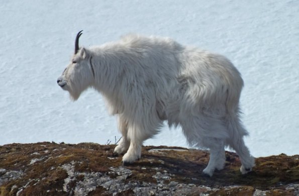 mountain-goat-profile_1332865844