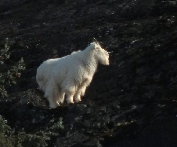 mountain-goat-profile