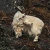 Mountain Goat