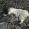 mountain-goat-sleeping