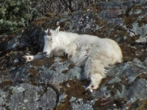 mountain-goat-sleeping