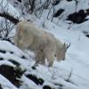 mountain-goat