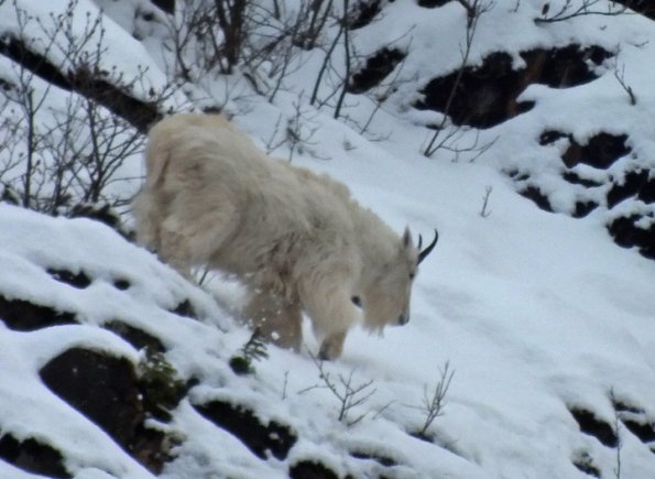 mountain-goat