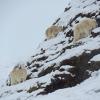 mountain-goats-in-the-rain-2