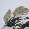 mountain-goats-in-the-rain