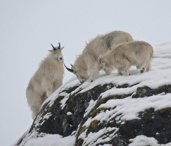 mountain-goats-in-the-rain