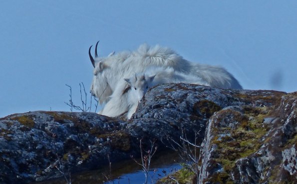 mountain-goats-youngster-looking