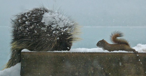 porcupine-and-red-squirrel-at-bird-feeder