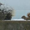 Porcupine and Red Squirrel at bird feeder