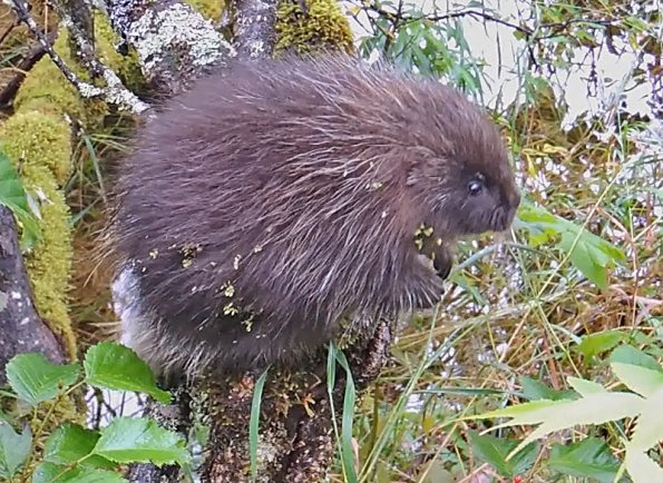 porcupine-baby-frame-from-video