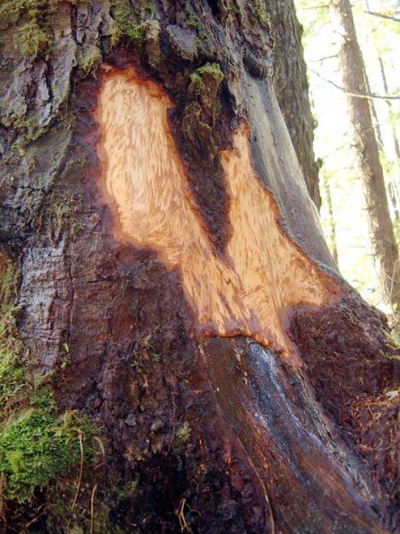 porcupine-chewing-on-tree