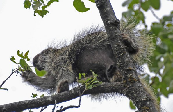 porcupine-eating-cottonwood-leaves-2
